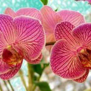 Skrb za orhidej pozimi