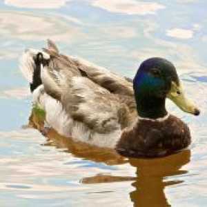 Duck maščobe - koristi in škoduje