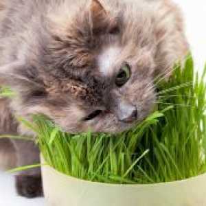 Vitamini za mačke z izgubo las