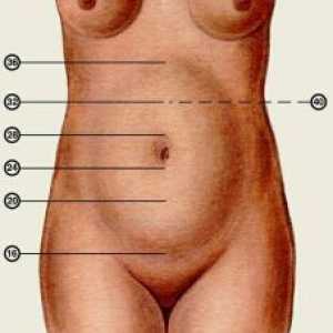 Višina maternice med nosečnostjo