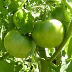 Zeleni paradižniki - koristi in škoduje