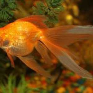 Zlati ribe akvarij - vrste